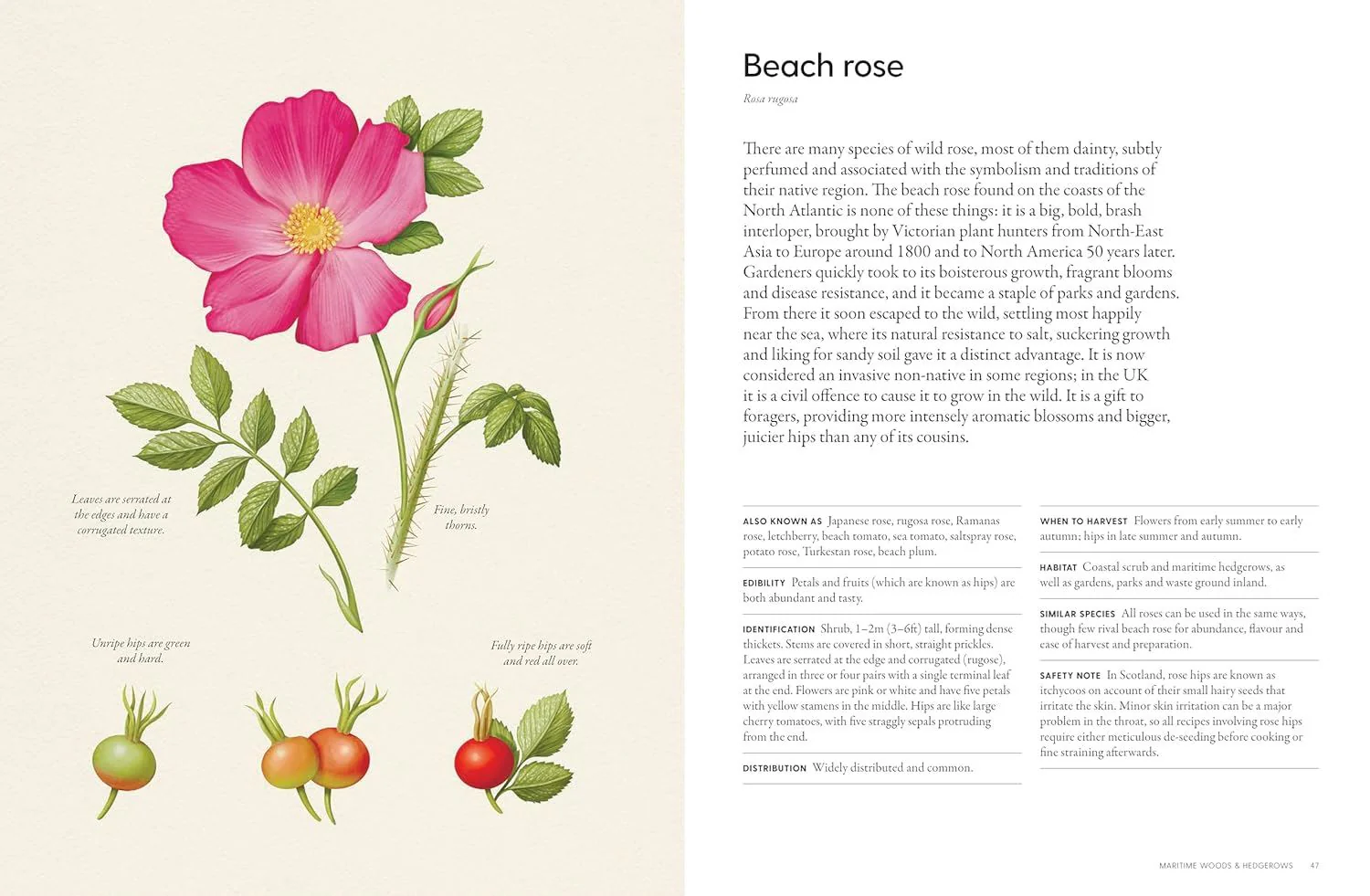 'The Coastal Forager' Book - Image 4