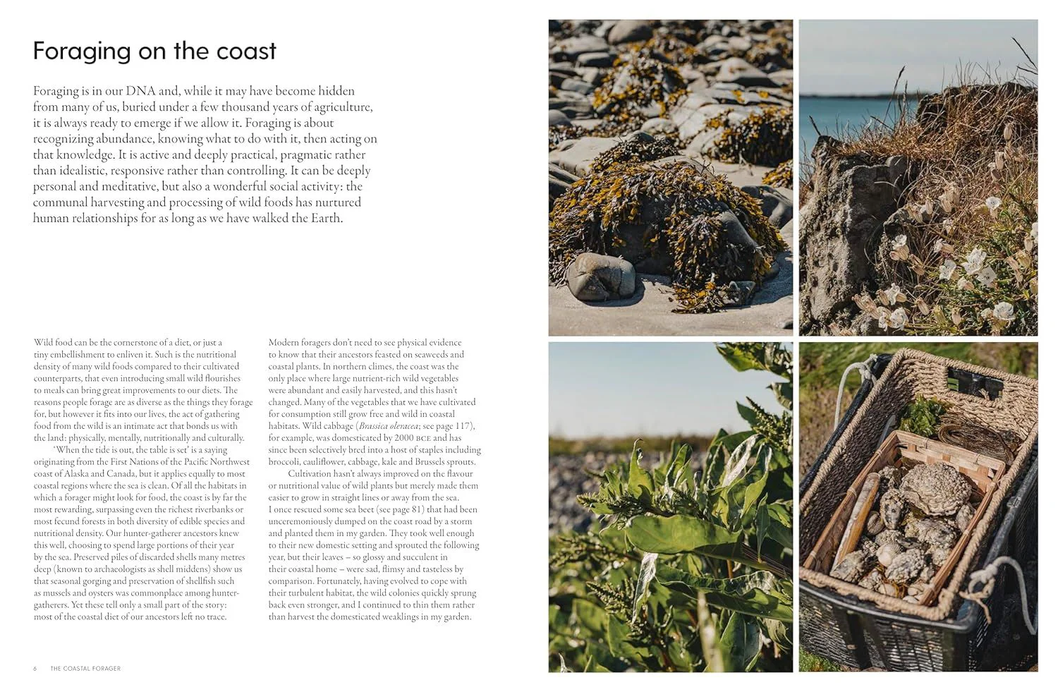 'The Coastal Forager' Book - Image 5