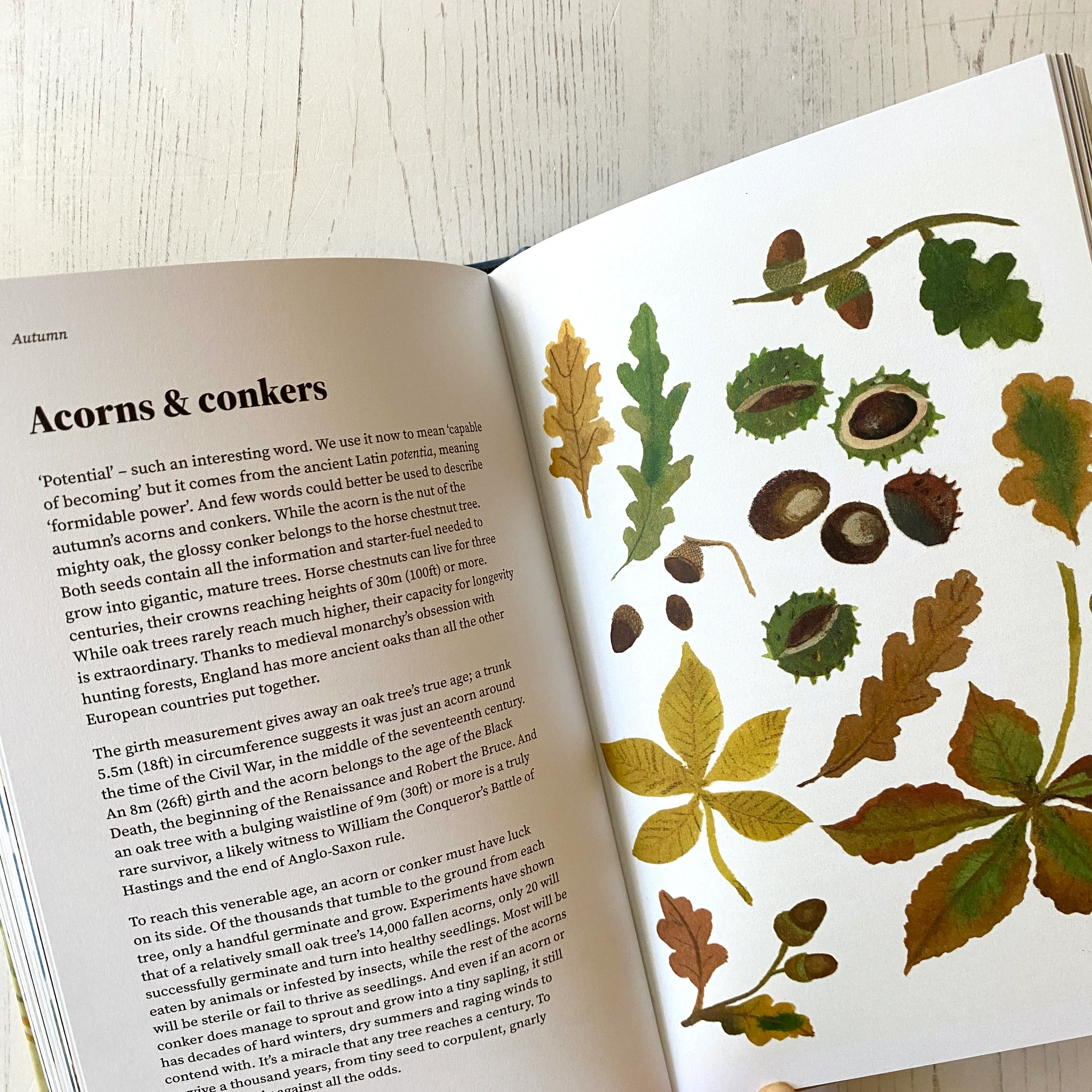 'The Wildlife Year' Book - Image 3